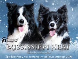 hodowle border collie katowice Mississippi Heat hodowla border collie