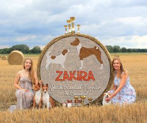 hodowle border collie katowice Hodowla ZAKIRA FCI Jack Russell Terrier & Basenji