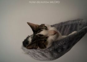 zakwaterowanie dla kotow katowice Hotel dla kotów Milord