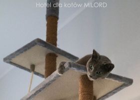 hotele dla zwierz t katowice Hotel dla kotów Milord