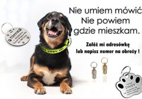 miejsca do adopcji kotow katowice Nadzieja na Dom