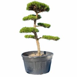 Sosna Banksa /Pinus banksiana/