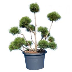 Sosna hakowata /Pinus uncinata/