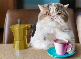 kocia kawiarnia katowice Kocia Kawiarnia „Koci Gościniec”
